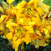 Hectarul - Ladita 50 bulbi de crin ASIATIC LILIUM Yellow Bruse